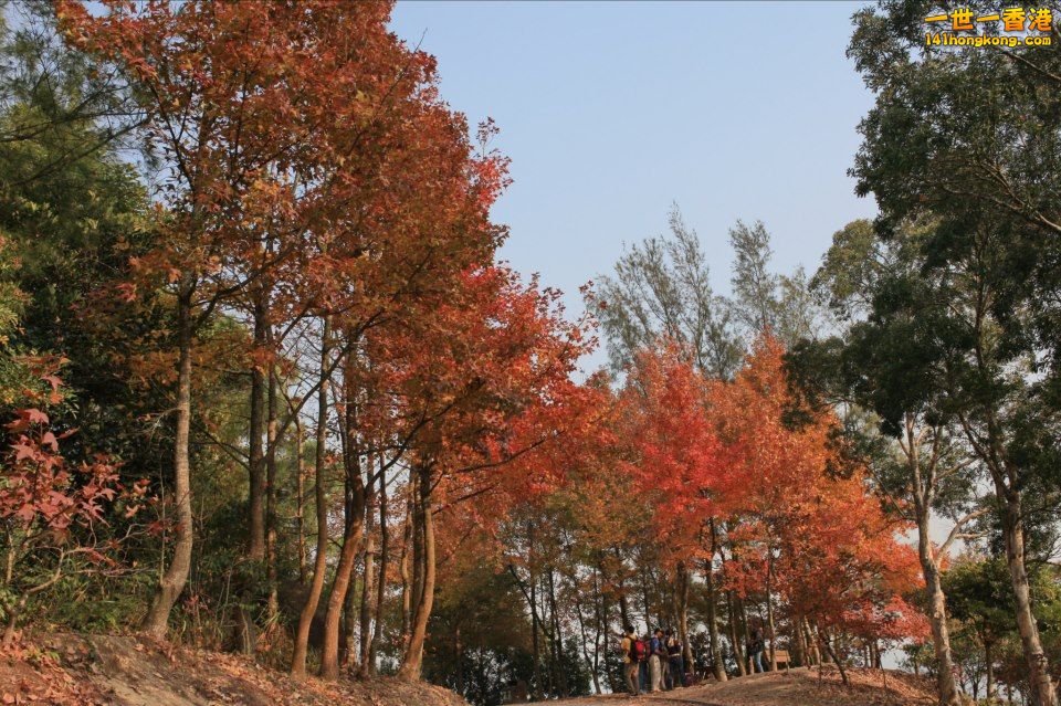 大棠紅葉_19.jpg