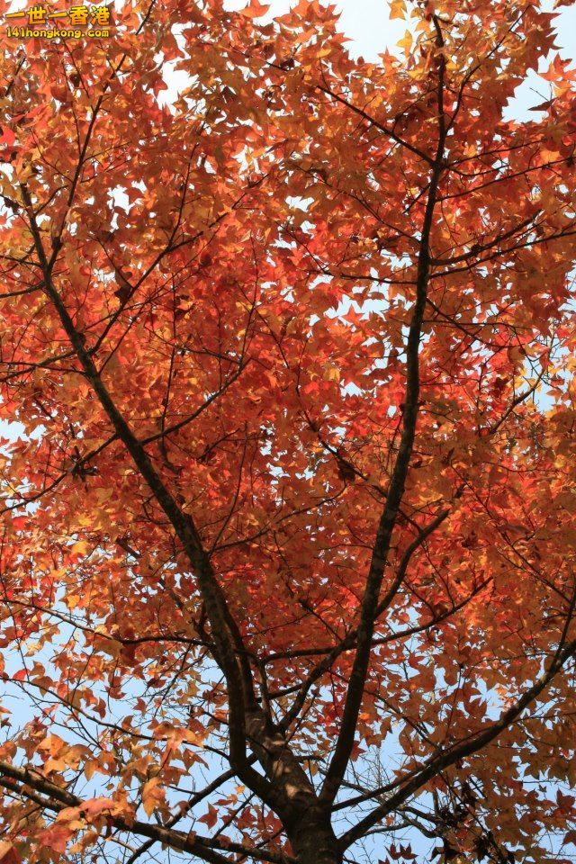 大棠紅葉_20.jpg