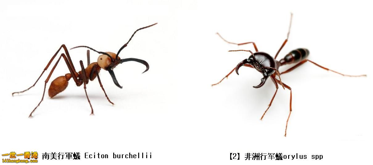 【2】非洲行军蚁Dorylus spp..JPG