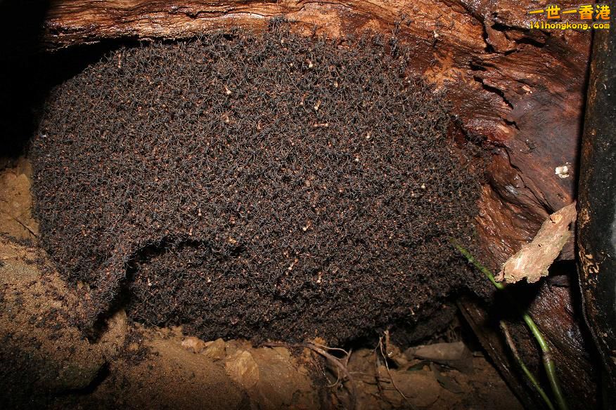 蟻穴.jpg
