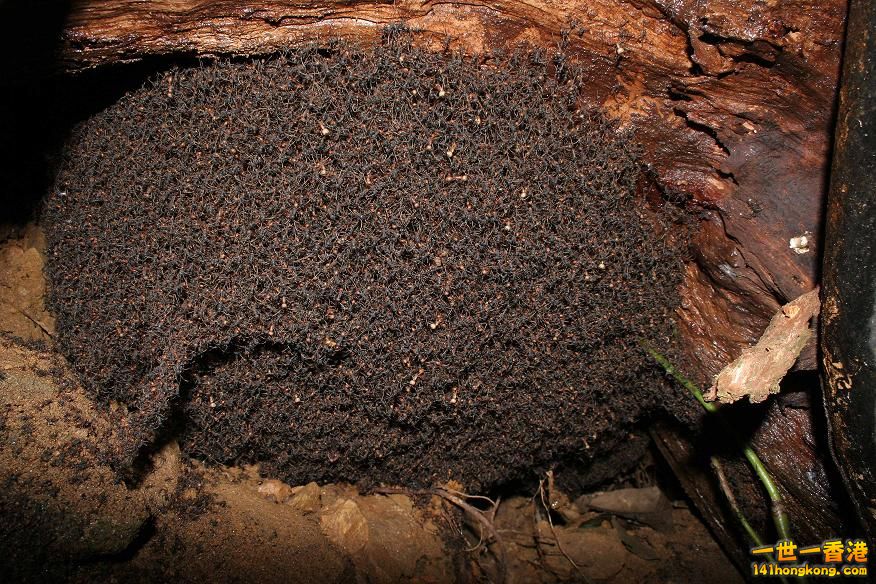 蟻穴.jpg