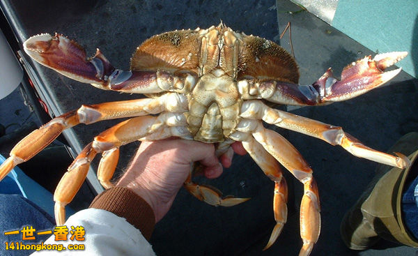 DungenessCrab.JPG