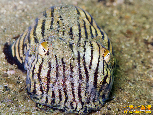 Striped Pyjama Squid 條紋睡衣魷魚.jpg