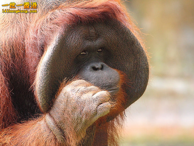 Pongo 紅毛猩猩.jpg