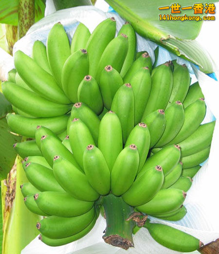 香蕉 1.jpg