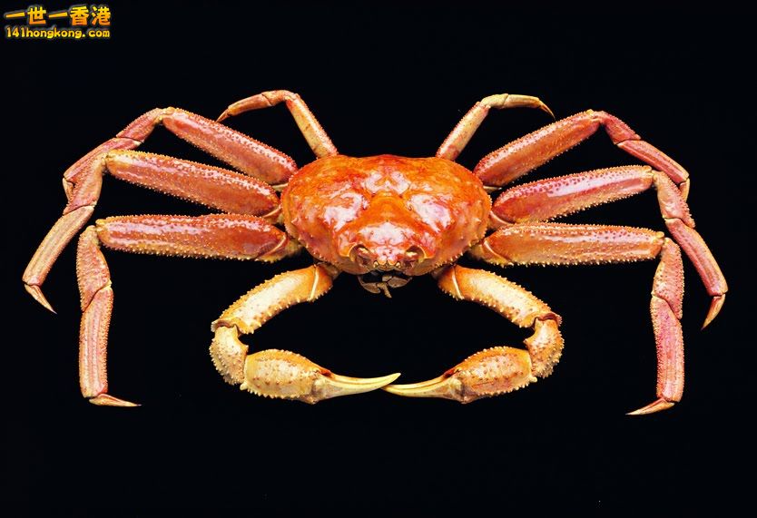 Snow crab - ASMI.jpg