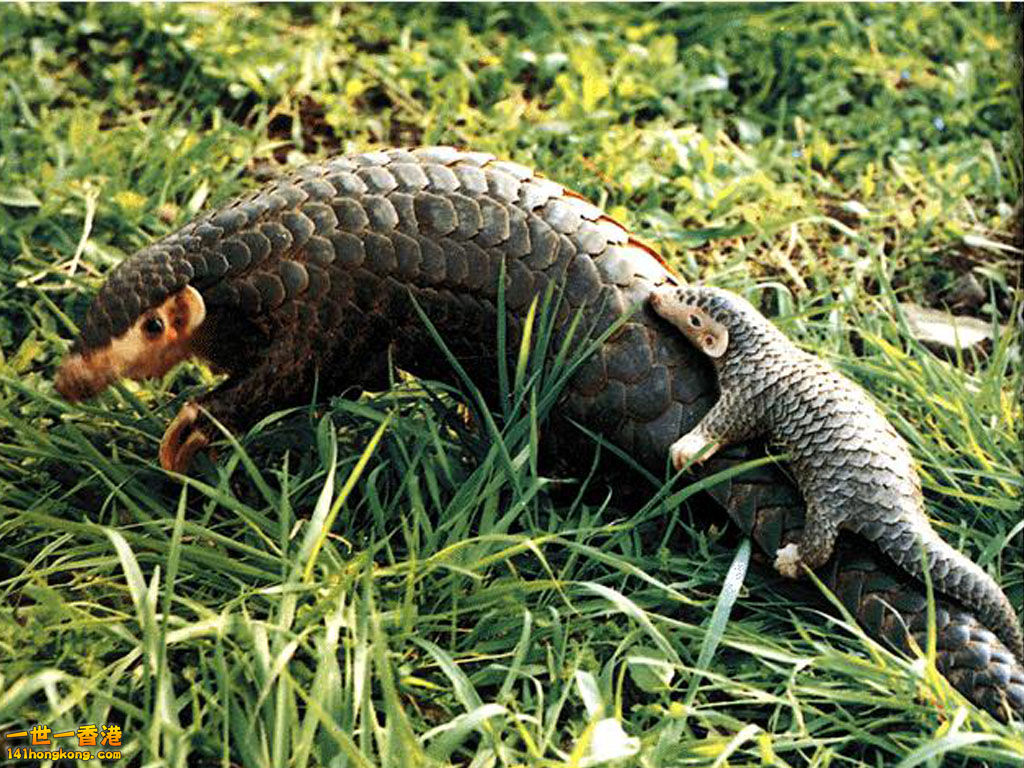 pangolin.jpg