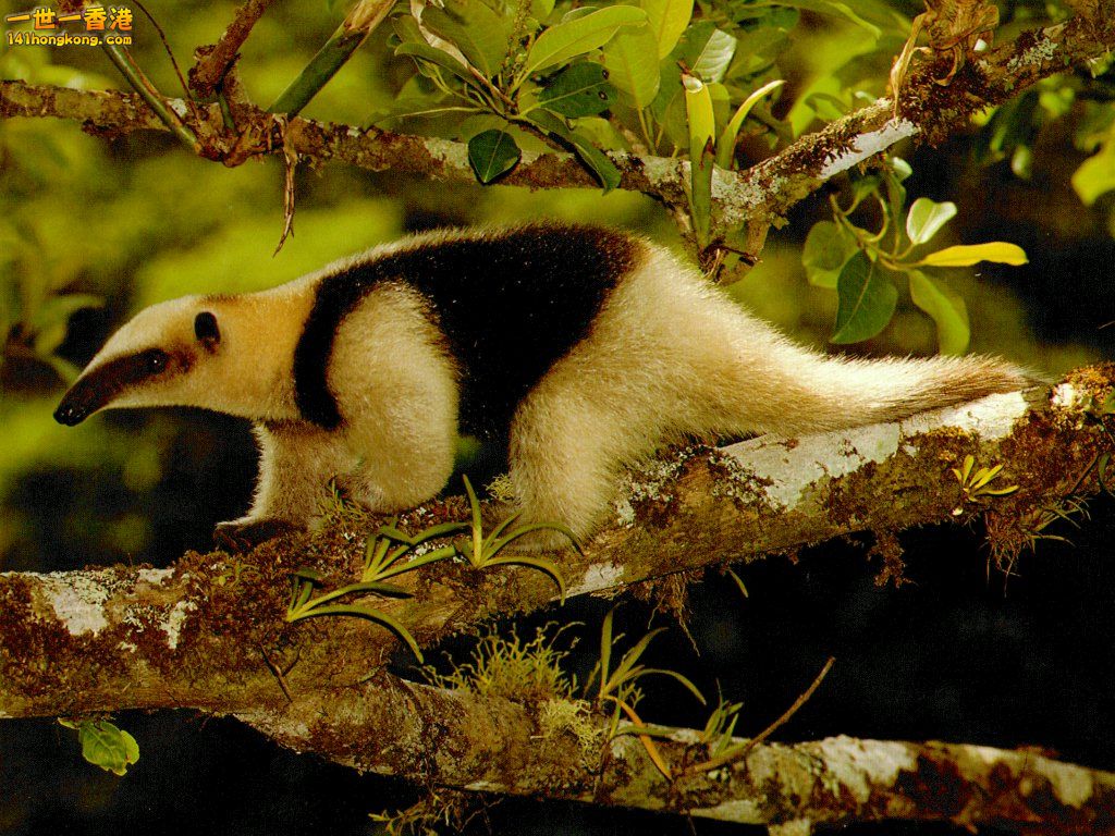 Tamandua.jpg