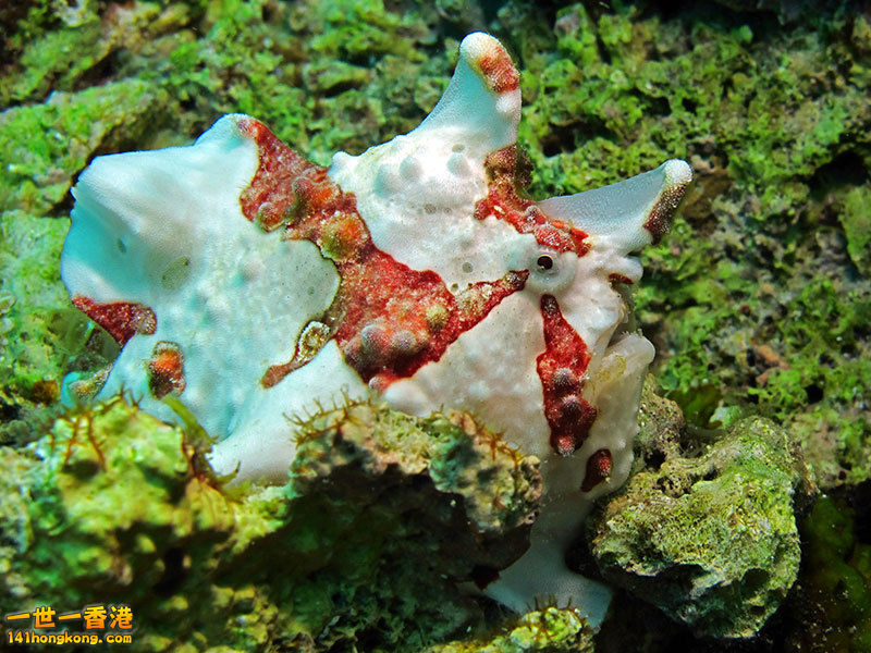 Frogfish.jpg