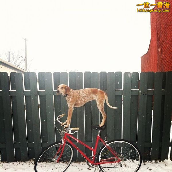 Dog on Bike (4).jpg