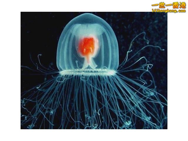Immortal Jellyfish 燈塔水母.jpg