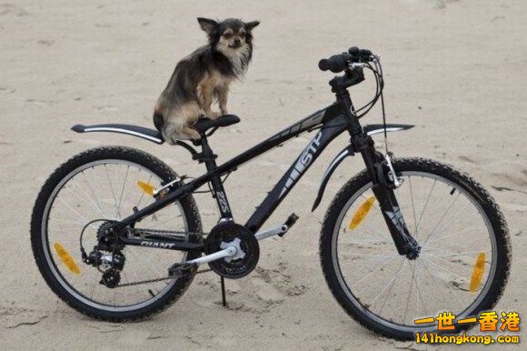Dog on Bike (8).jpg