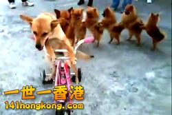 Video-of-dog-riding-bike-with-a-chorus-line-of-walking-dogs-behind-him..jpg