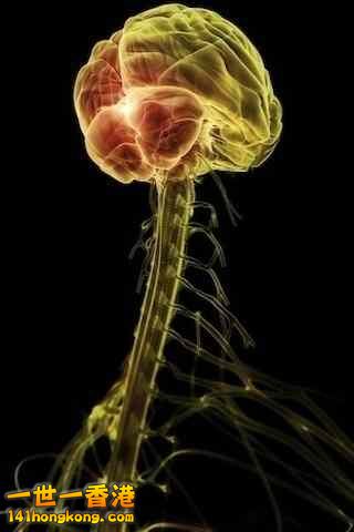 精美的人體3D圖譜 1.jpg