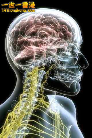 精美的人體3D圖譜 3.jpg