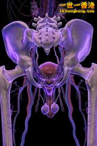 精美的人體3D圖譜 4.jpg