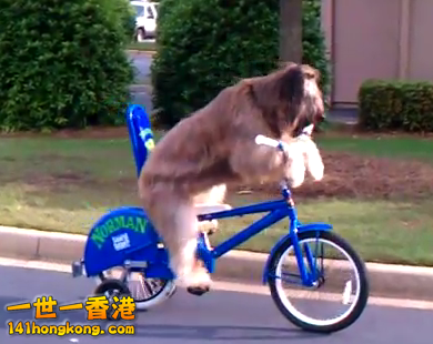 Dog-bike.png