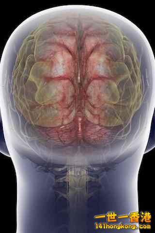 精美的人體3D圖譜 6.jpg