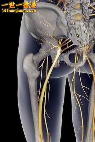 精美的人體3D圖譜 10.jpg