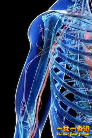 精美的人體3D圖譜 13.jpg