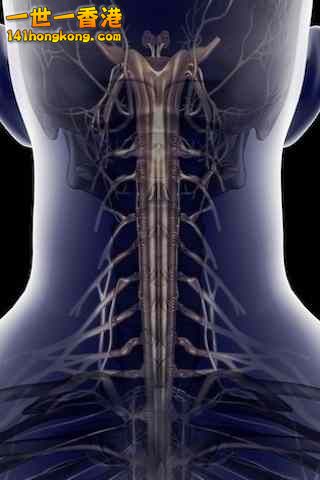 精美的人體3D圖譜 14.jpg