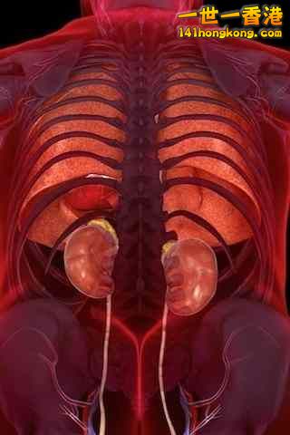 精美的人體3D圖譜 15.jpg