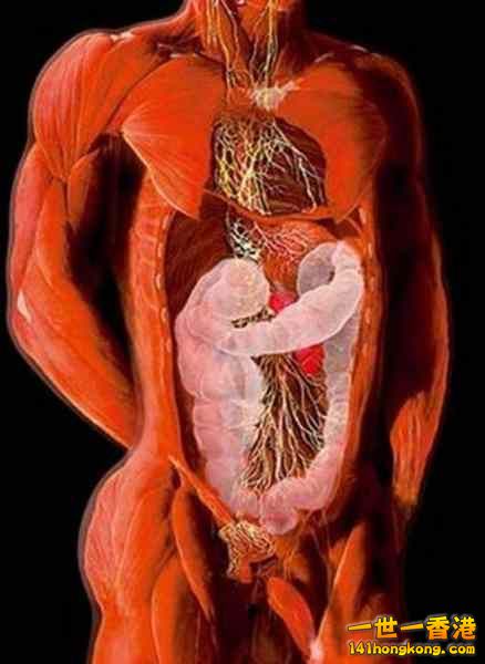 精美的人體3D圖譜 19.jpg