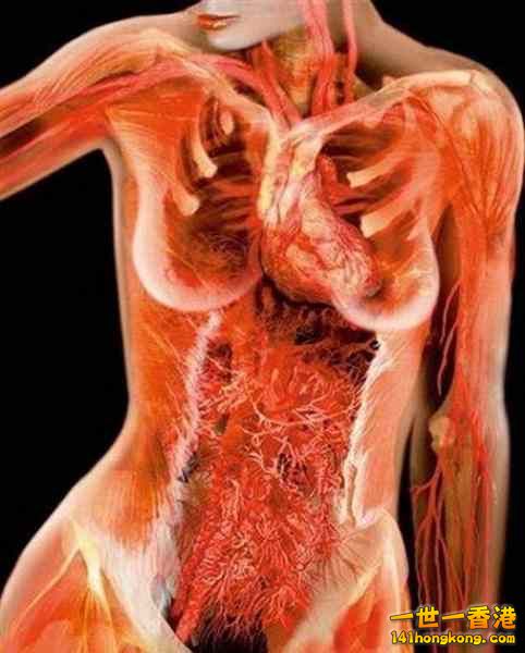 精美的人體3D圖譜 20.jpg