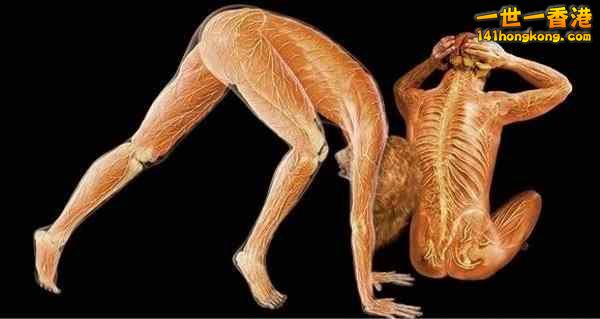 精美的人體3D圖譜 23.jpg