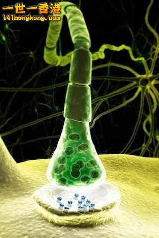 精美的人體3D圖譜 26.jpg