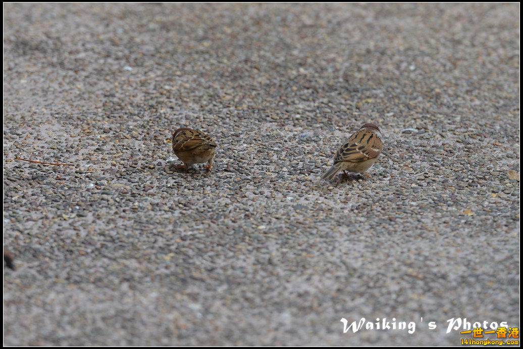 DSC_5442.jpg