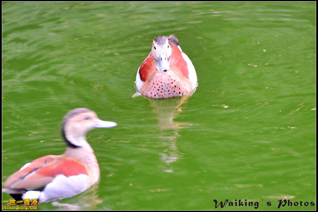 DSC_5458.jpg