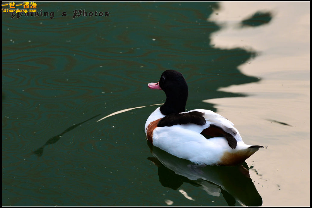 DSC_5461.jpg