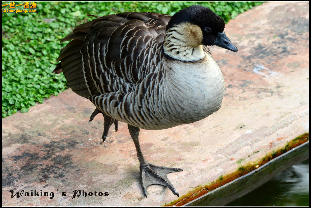DSC_5474.jpg