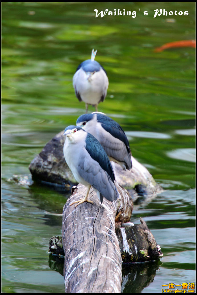DSC_5484.jpg