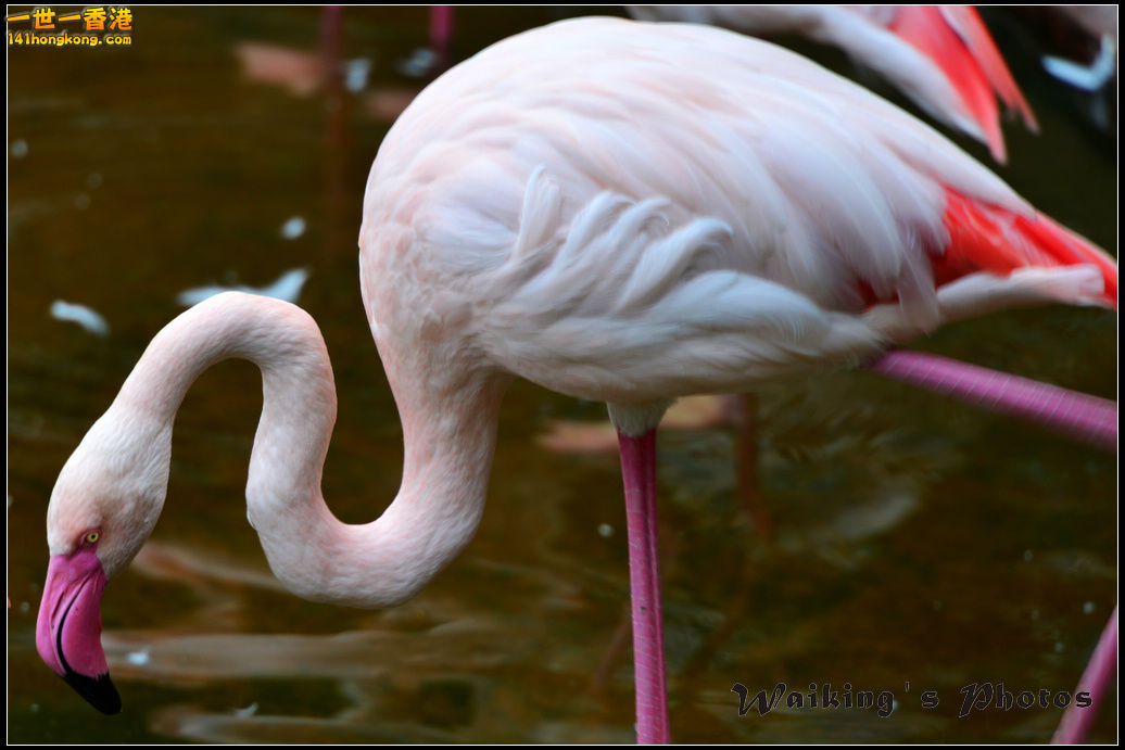 DSC_5516.jpg