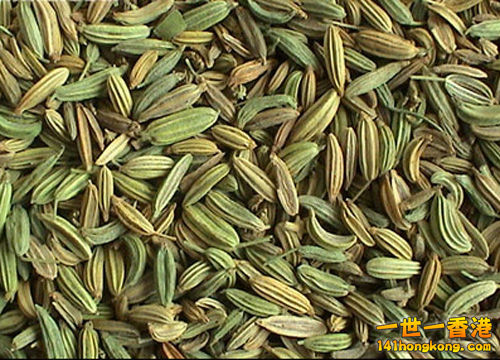 小茴香.jpg