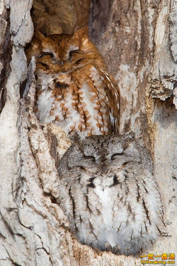 camouflage_owl_01.jpg
