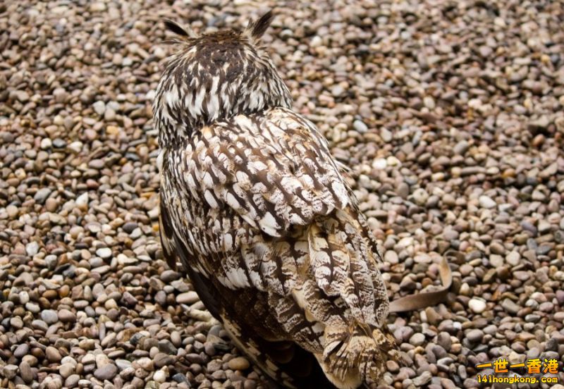 camouflage_owl_04.jpg