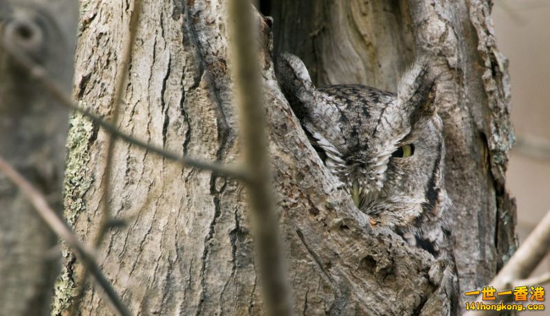 camouflage_owl_05.jpg