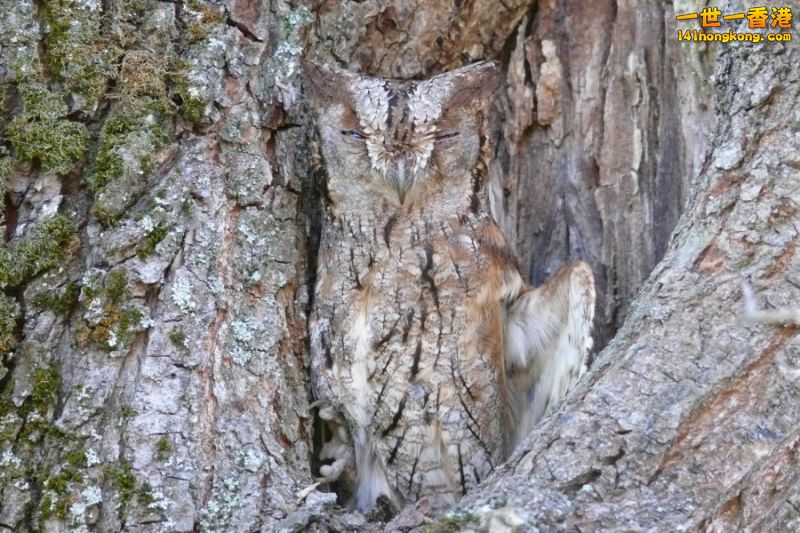 camouflage_owl_07.jpg