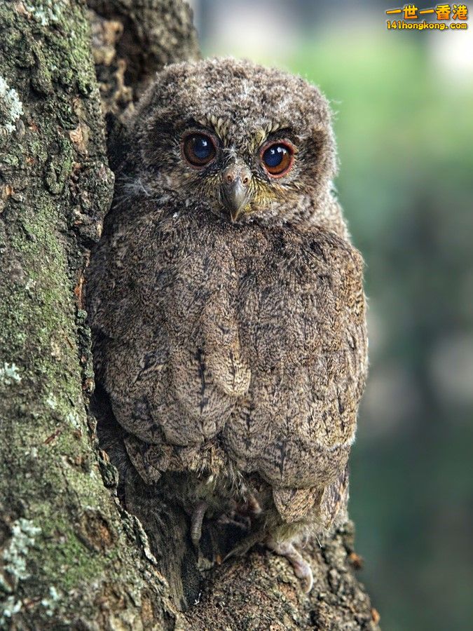 camouflage_owl_08.jpg