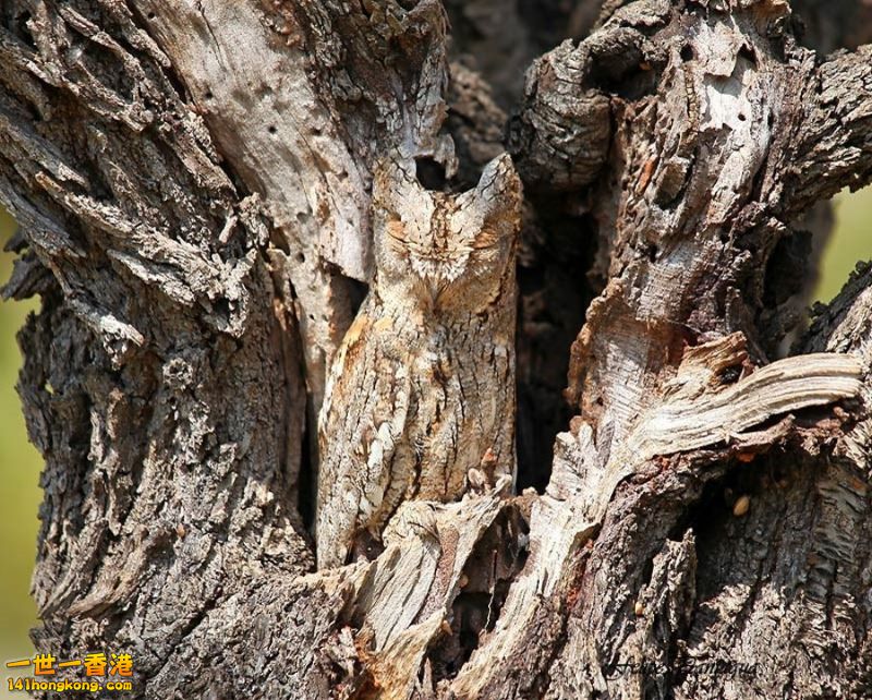 camouflage_owl_09.jpg