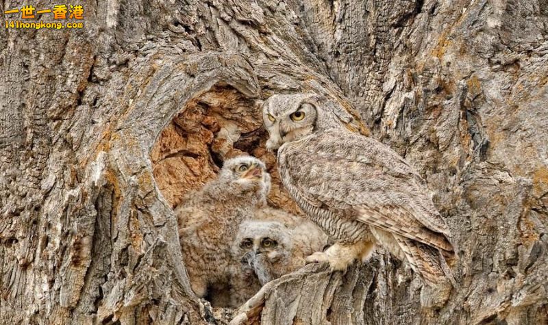 camouflage_owl_11.jpg