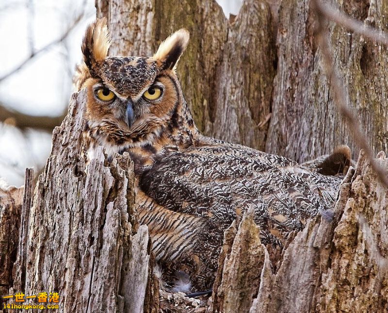 camouflage_owl_12.jpg