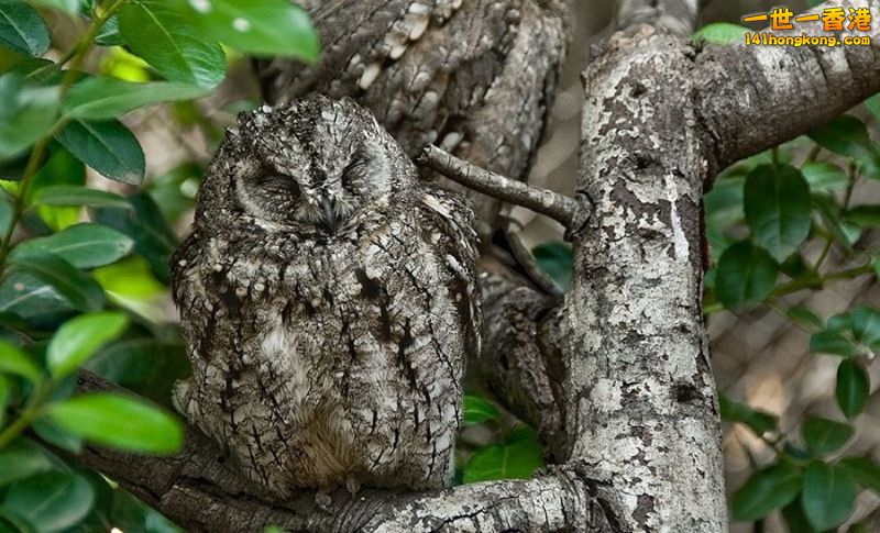 camouflage_owl_14.jpg