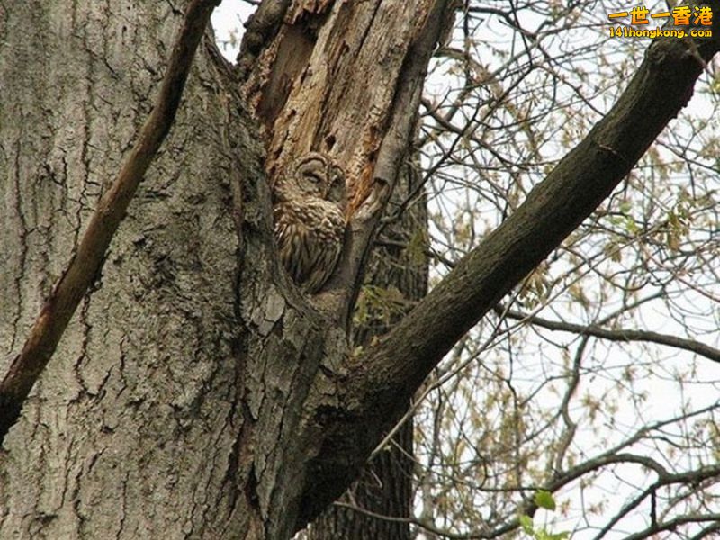 camouflage_owl_15.jpg