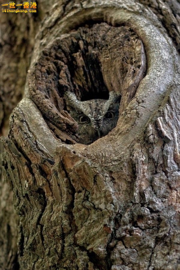 camouflage_owl_18.jpg