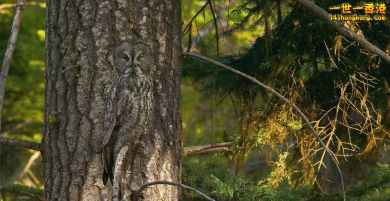 camouflage_owl_20.jpg