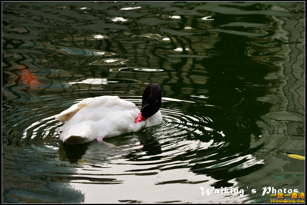 DSC_6037.jpg